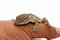 Free Moorish Gecko (Tarentola Mauritanica) Royalty Free Stock Photography - 6227457
