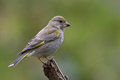 Free Bird - Greenfinch (Carduelis Chloris) Royalty Free Stock Photo - 6234615