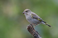 Free Bird - Greenfinch (Carduelis Chloris)1 Stock Photography - 6234622
