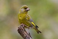 Free Bird - Greenfinch (Carduelis Chloris) Royalty Free Stock Images - 6234629