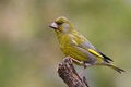 Free Bird - Greenfinch (Carduelis Chloris) Royalty Free Stock Image - 6234636
