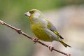 Free Bird - Greenfinch (Carduelis Chloris) Stock Image - 6234641