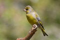 Free Bird - Greenfinch (Carduelis Chloris)2 Royalty Free Stock Image - 6234646