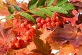 Free Forrest Desserts Royalty Free Stock Photo - 6236065