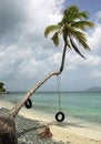 Free The Palm Swing Royalty Free Stock Photo - 6238875