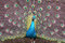 Free Peacock In Full Color Stock Images - 6237254