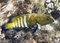 Free Peacock Hind Stock Photography - 6238002