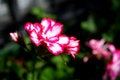 Free Shallow Depth Of Field View Of Flowers. Creamy Blu Royalty Free Stock Image - 6245196