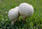 Free Puffball Mushrooms Royalty Free Stock Photography - 6241167