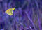 Free Butterfly On A Yellow Flower Royalty Free Stock Photo - 6247735