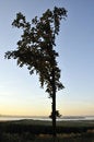 Free Large Tree Royalty Free Stock Image - 6251716
