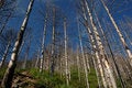 Free Trees In Siberia Royalty Free Stock Photos - 6257708
