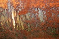 Free Rust Ornament Stock Image - 6258041