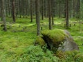 Free Into The Forest Stock Photos - 6263703
