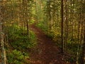 Free Into The Woods Royalty Free Stock Photo - 6263705