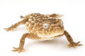Free Centralian Rough Knob-tailed Gecko Royalty Free Stock Photo - 6263735