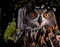 Free Euro Asian Eagle Owl Stock Image - 6260021
