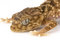 Free Centralian Rough Knob-tailed Gecko Stock Photos - 6263673