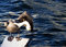 Free Pelican Grooming Stock Images - 6264624