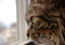 Free Cat In Window Royalty Free Stock Image - 6264646