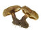 Free Two Mushrooms Stock Photography - 6265512