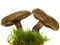 Free Two Mushrooms Stock Photo - 6265520