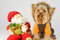 Free Yorkshire Terrier Stock Photo - 6267500