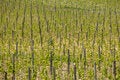 Free Tuscany Royalty Free Stock Photos - 6271958