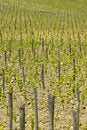 Free Tuscany Royalty Free Stock Images - 6272029
