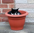 Free Dozy Cat Stock Photos - 6276993