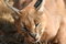 Free Caracal 2 Stock Photos - 6270563