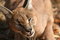 Free Caracal Royalty Free Stock Photos - 6270578