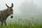 Free Donkey In The Fog Stock Photos - 6274163