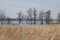 Free Lake, Could Be Seen Through Trees Stock Photos - 6276153