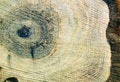 Free Annual Rings Stock Photography - 6282362