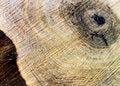 Free Annual Rings Stock Image - 6282371