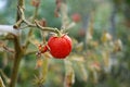 Free Wrinkled Tomato Stock Photography - 6290602