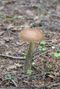 Free Closeup Of A Mushroom – Rough Boletus Royalty Free Stock Photography - 6291447