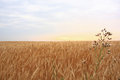 Free Wheat Field With Sunset Stock Image - 6296941