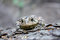 Free Frog Stock Photos - 6293953