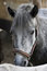 Free Portrait Of Horse Royalty Free Stock Photos - 6299088