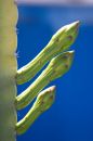 Free Cactus Royalty Free Stock Photo - 630055