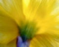 Free Soft Back Of Jonquil Stock Photo - 630520
