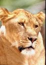 Free Tiger In A Cage Stock Photo - 631780