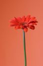 Free Orange On Orange Royalty Free Stock Images - 634919