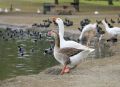 Free 2 Geese Drinking Royalty Free Stock Image - 636876