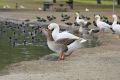Free 2 Geese Drinking Royalty Free Stock Photography - 636877