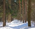 Free Pine Wood. Royalty Free Stock Photo - 637715