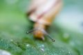 Free Snail Eye Stock Images - 638134