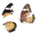 Free Scan Of Butterfly Wings Royalty Free Stock Photo - 638255